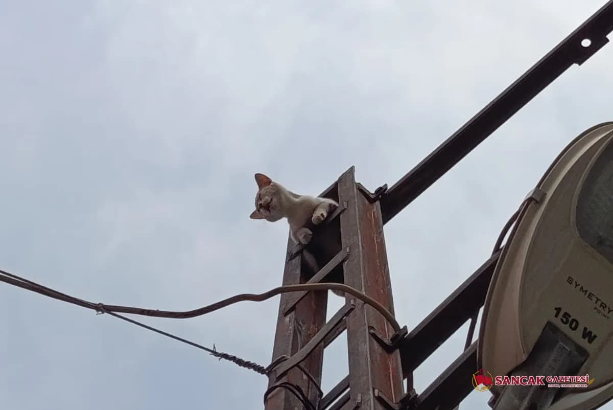 Denizciler Mahallesi’nde Mahsur Kalan Kedi Vatandaşların Çabasıyla Kurtarıldı