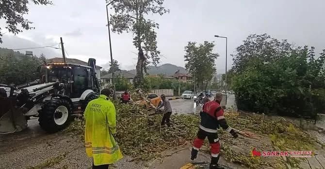 Yayladağı’nda Rüzgâr Nedeniyle Devrilen Ağaç Hızlı Müdahaleyle Kaldırıldı